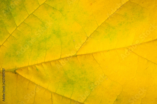 FAll leaf background