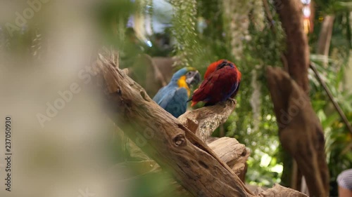 Macore Bird Hold on tree branch. Beautiful macore Parrot bird standing on a wooden. photo