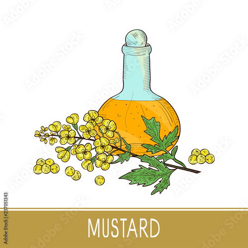 Mustard. Plant. Flower, leaf, stem, seed, bottle of oil. Sketch. Color.