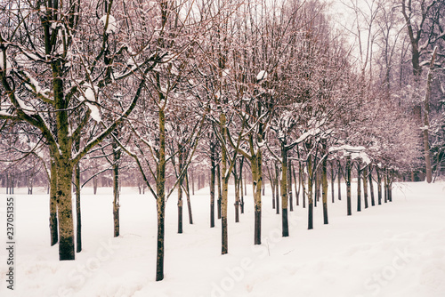 Wallpaper Mural Winter view. Alley of trimmed trees, snowfall. Beautiful forest landscape for nature calendars, prints, posters. Light mist, foggy day. Geometric harmony, garden design Torontodigital.ca