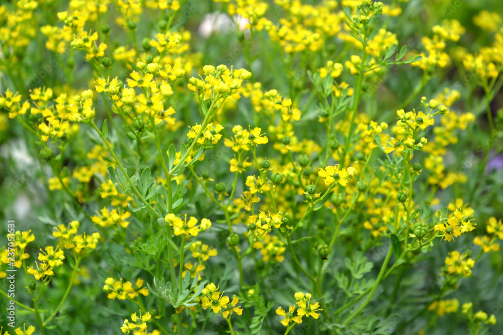 Rue fragrant (odorous) (Ruta graveolens L.). Background Rue fragrant (odorous) (Ruta graveolens L.). Background