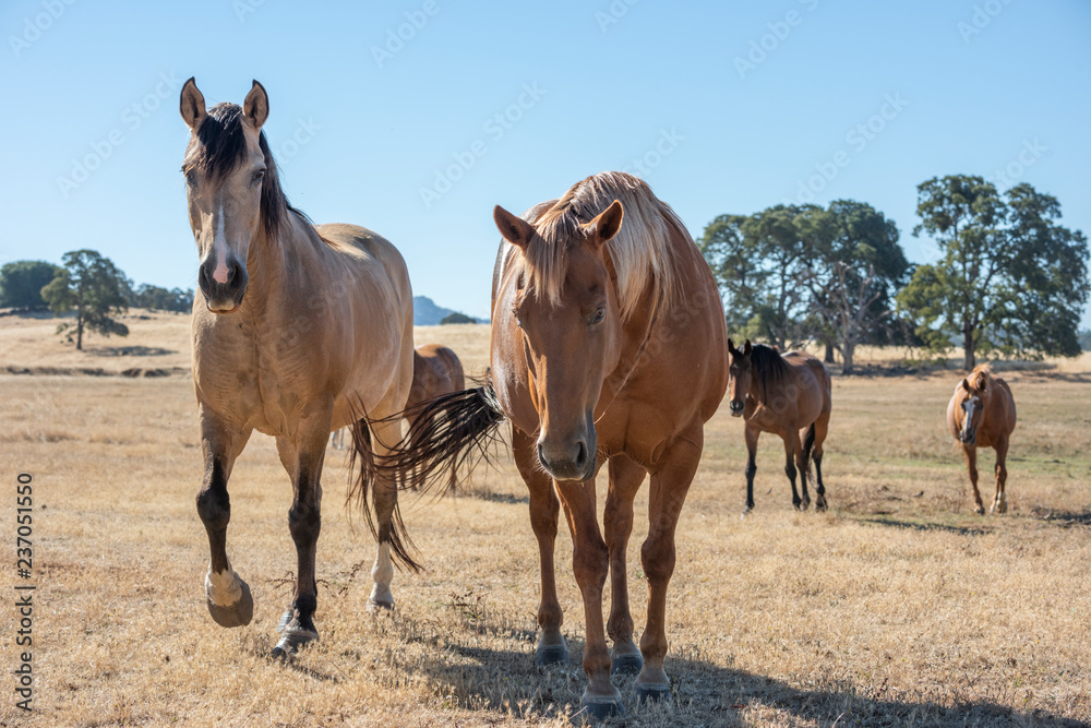 Quarter horse herd in golden California pasture