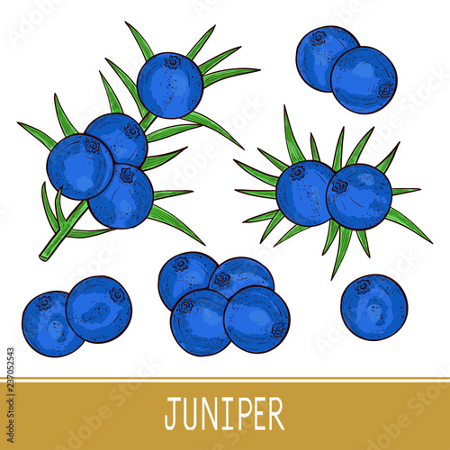 Juniper. Berry, leaves. Set. Sketch. Color