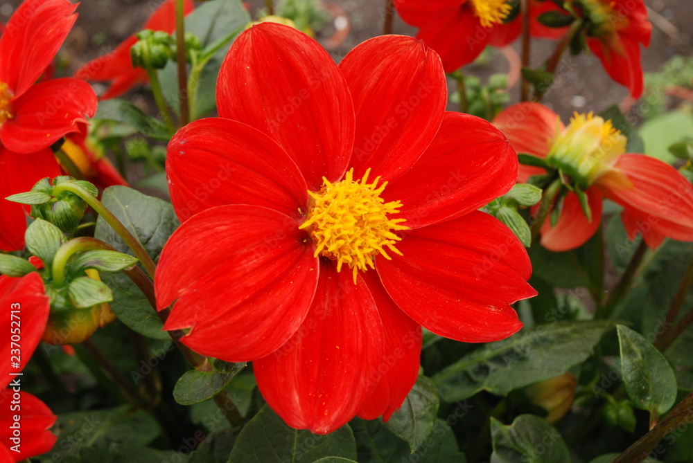  Dahlia  red flowers in garden