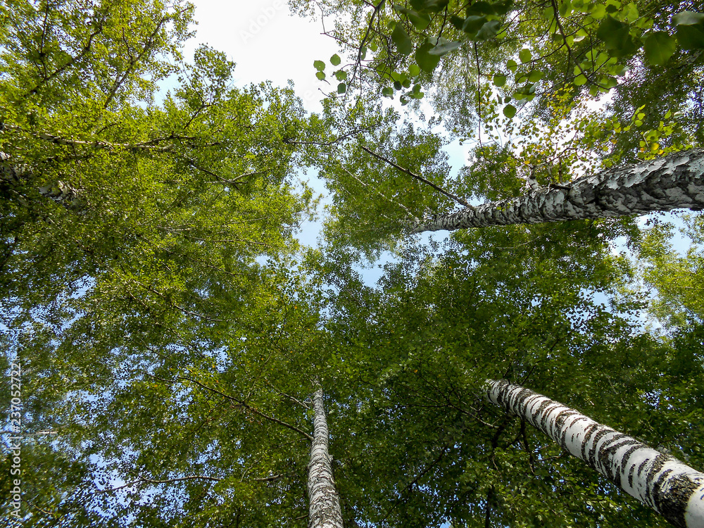 Fototapeta premium Beautiful spring birch grove foliage, fresh leaves in morning light