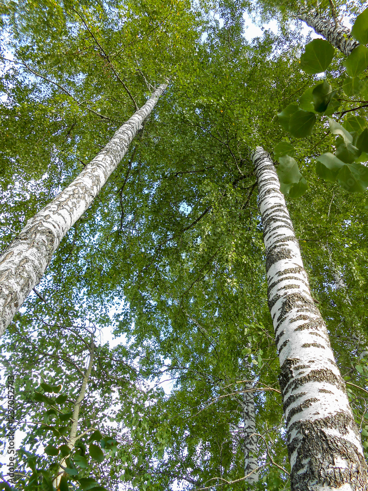 Fototapeta premium Beautiful spring birch grove foliage, fresh leaves in morning light