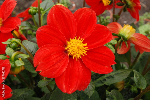  Dahlia red flowers in garden