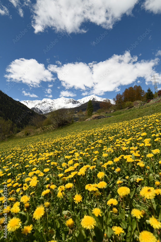 paesaggio fiori 