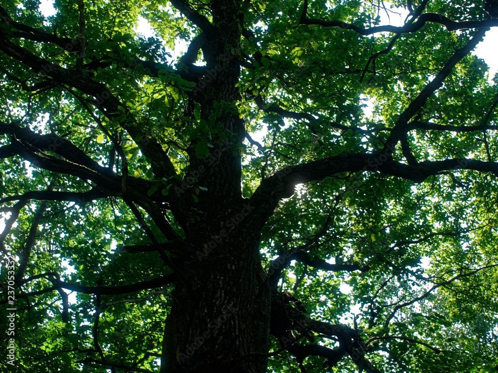 Naklejka premium sunlight through oak leaves in summer