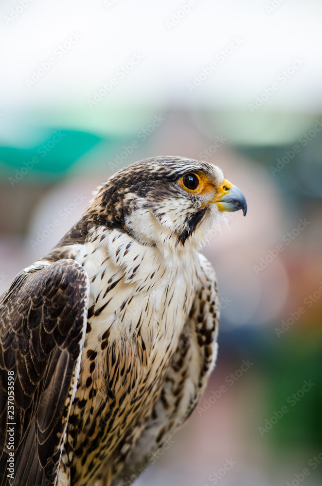 Obraz premium Falcon