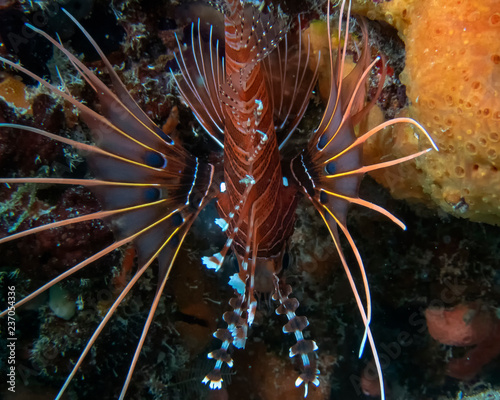 A Clearfin Lionfish (Pterois radiata) in the Indian Ocean