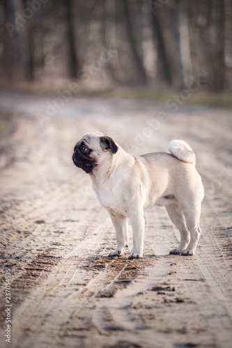 mops