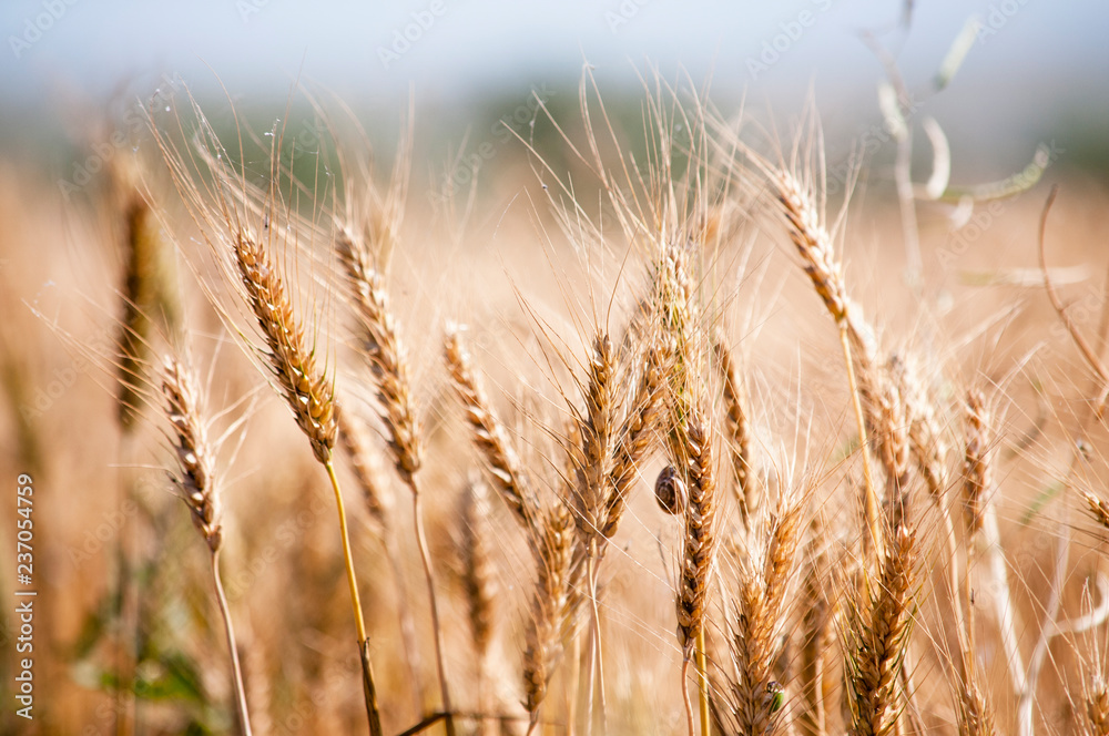 Fototapeta premium Ears of barley