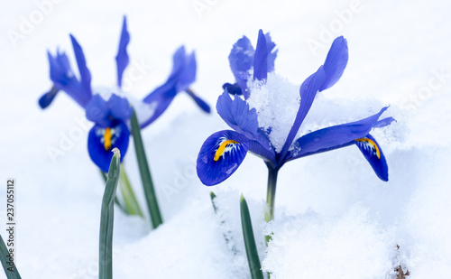 Snow-covered Netted Iris (Iris reticulata) flowers photo