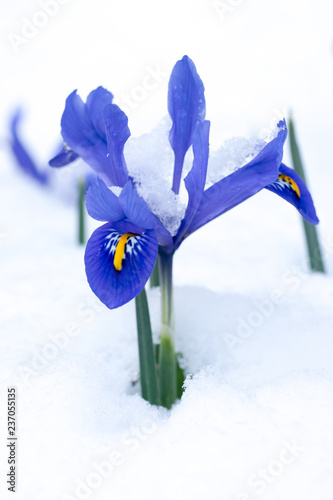 Snow-covered Netted Iris (Iris reticulata) flowers photo