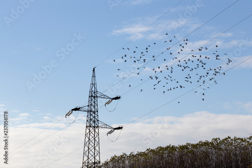 Traliccio elettrico e stormo di uccelli photo