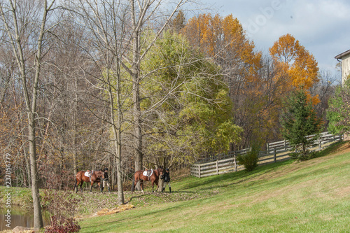 Female Equestrians walking leading walking horses