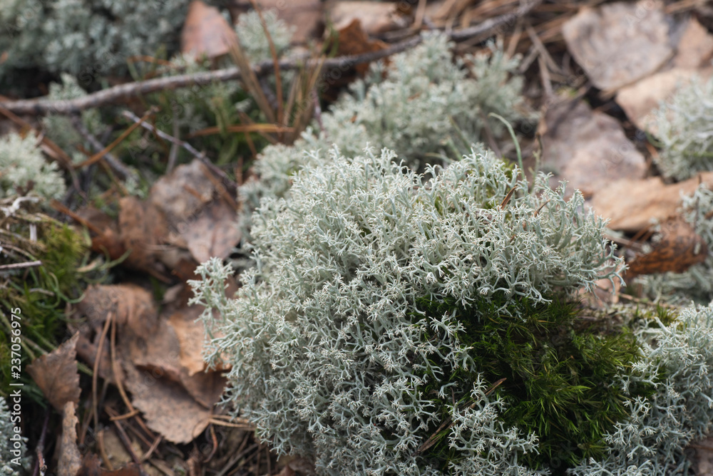 cladonia lichen and moss macro in forest