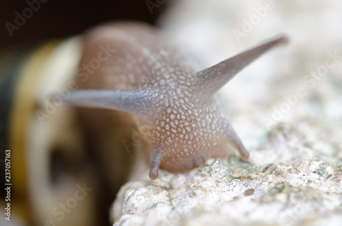 Snail Climbing a Wall photo