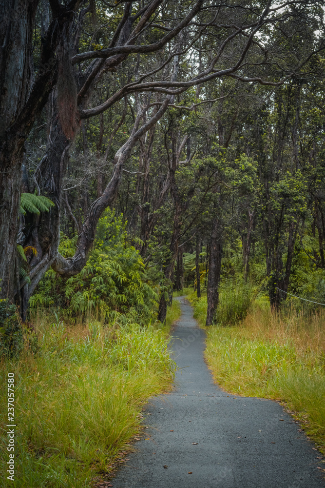 Fototapeta premium Into forest