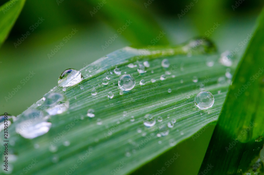 Water droplets on grass Water droplets on grass
