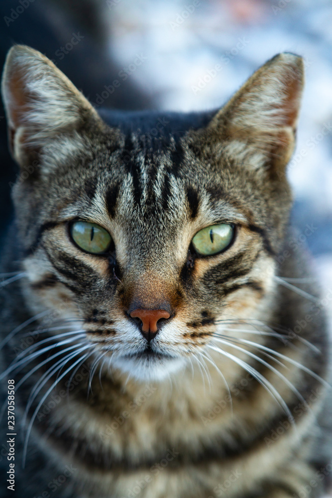 Mediterranean cat Mediterranean cat