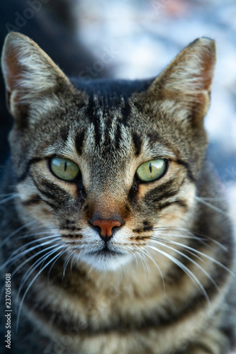 Mediterranean cat