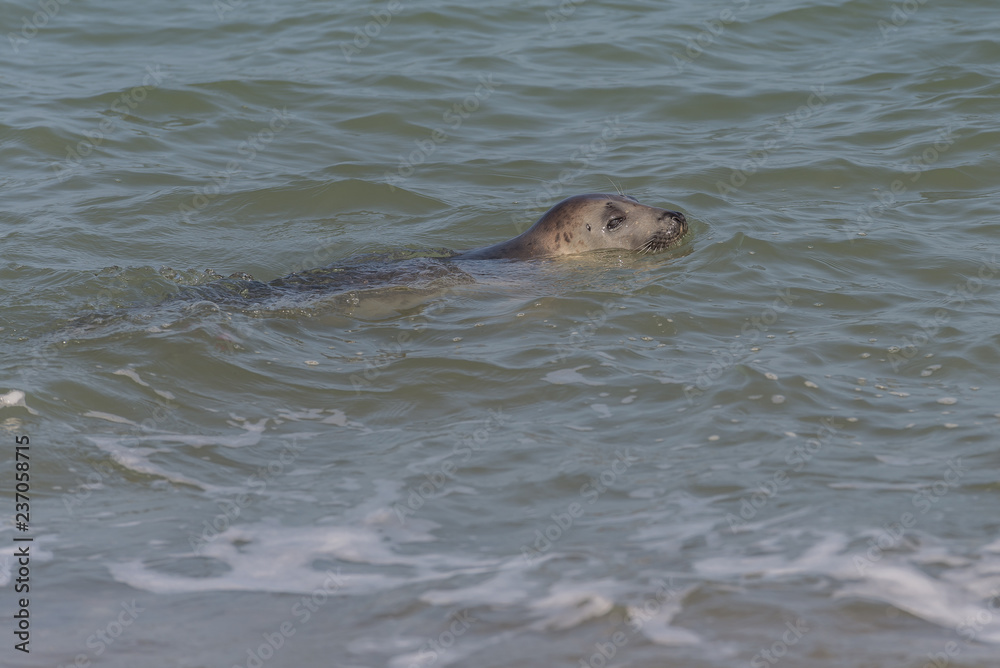 Fototapeta premium Grey seal Norfolk England