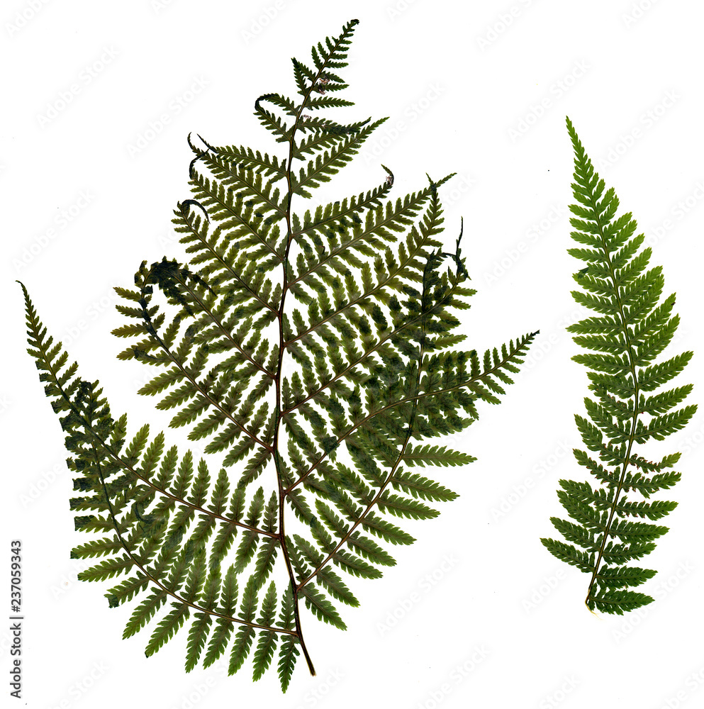 dried, pressed green fern isolated on white background.