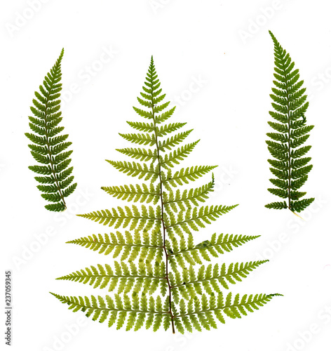 dried, pressed green fern isolated on white background.
