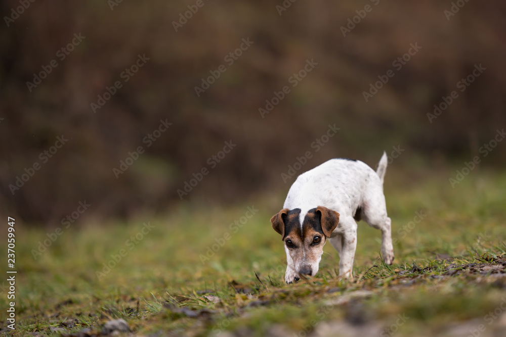 Jack Russell Terrier dog is following a track in the forest