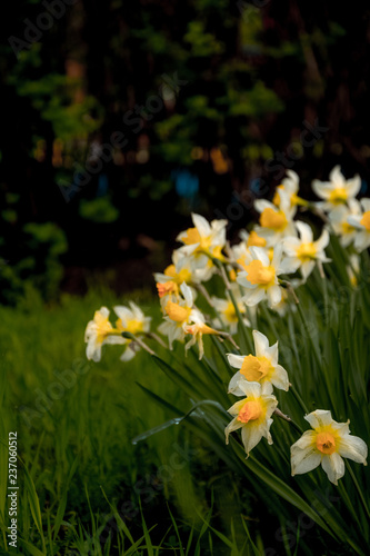 yellow daffodils in the spring garden