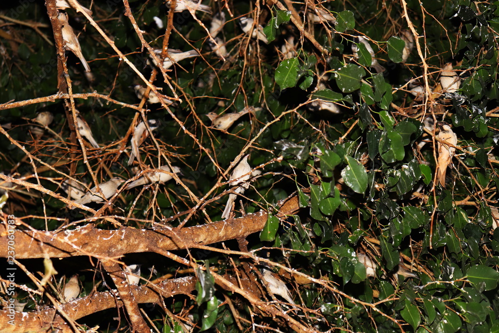 hundred of birds hundred of birds
