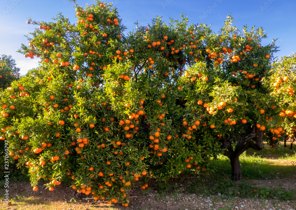 Mature mandarin fruits in the garden in sunny day