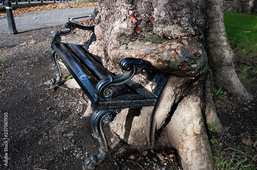 Photography The hungry tree