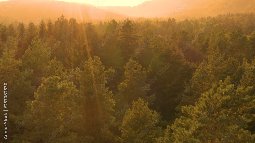 DRONE: Flying above the vast coniferous forest on an idyllic summer evening.