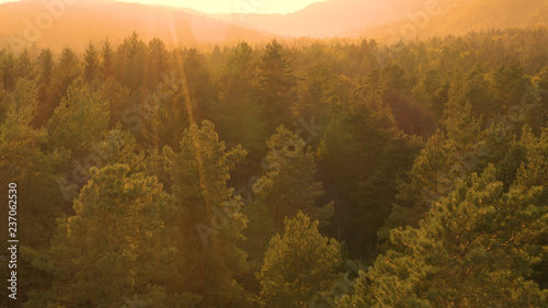 DRONE: Flying above the vast coniferous forest on an idyllic summer evening. © helivideo