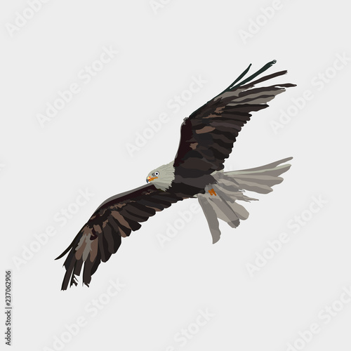 realistic eagle soaring eagle, catching prey, a symbol of freedo photo