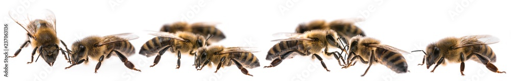 worker bees isolated on a white background