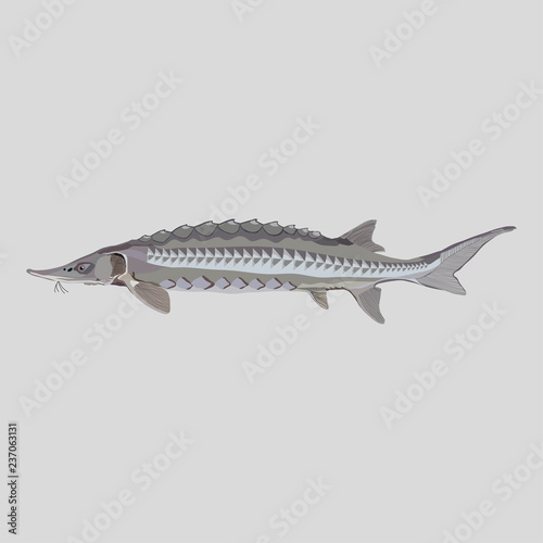 Sturgeon fish logo for fishing clubs, restaurants, emblema