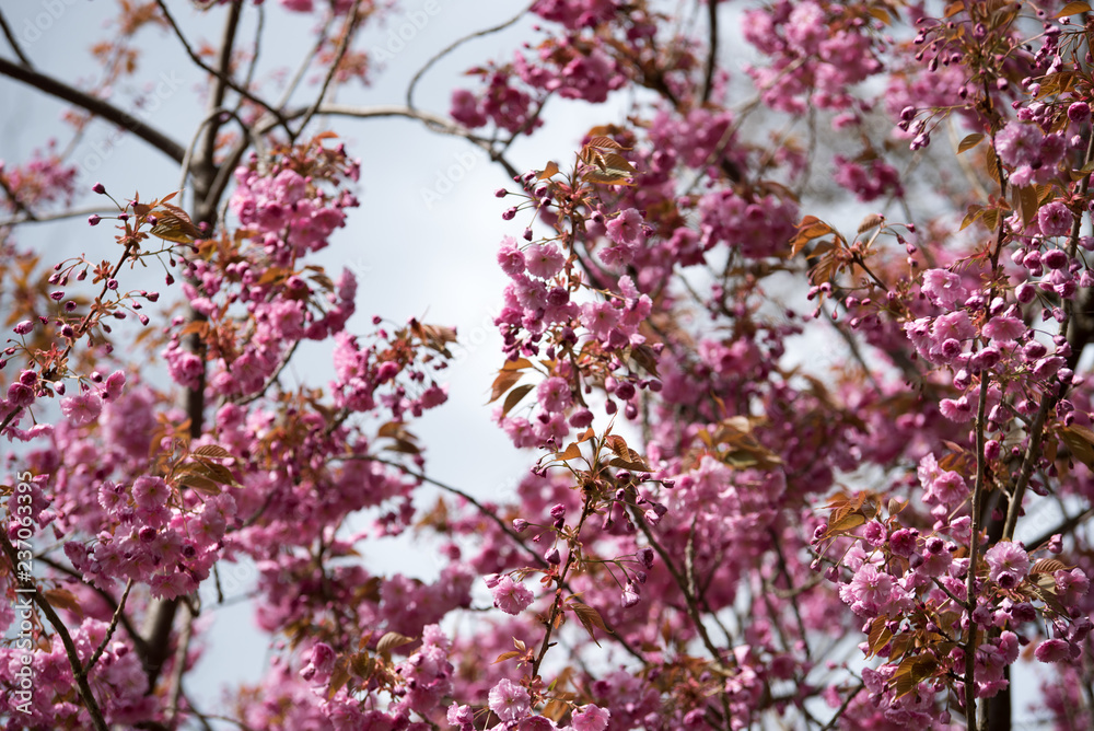 Cherry blossoms in spring with dramatic sky Cherry blossoms in spring with dramatic sky