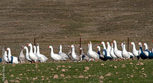 flock of geese