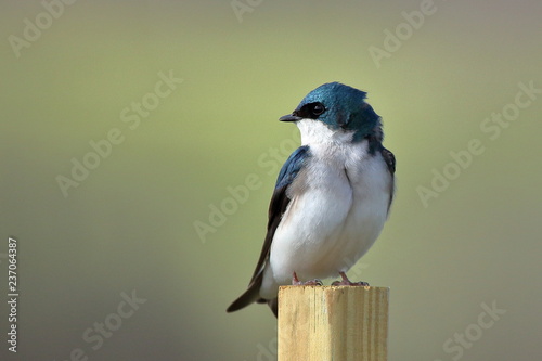 A male Tree Swallow keeps an eye out for danger from his perch near the nest box.