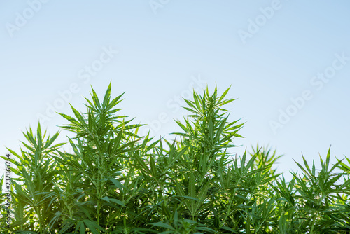 cannabis weed leaves