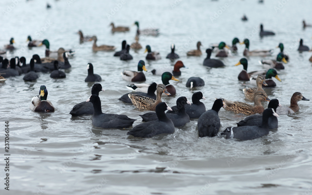 ducks on lake ducks on lake