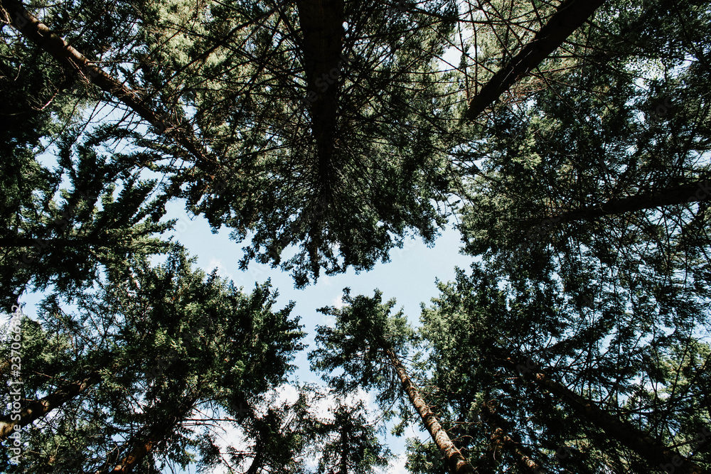 Fototapeta premium Image of trees taken vertically towards the sky