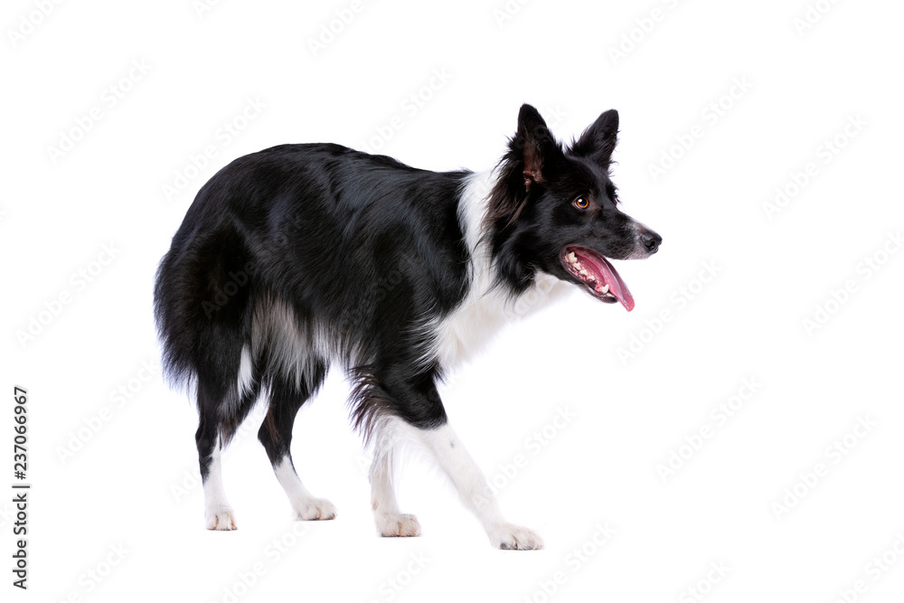 Black and white border collie dog