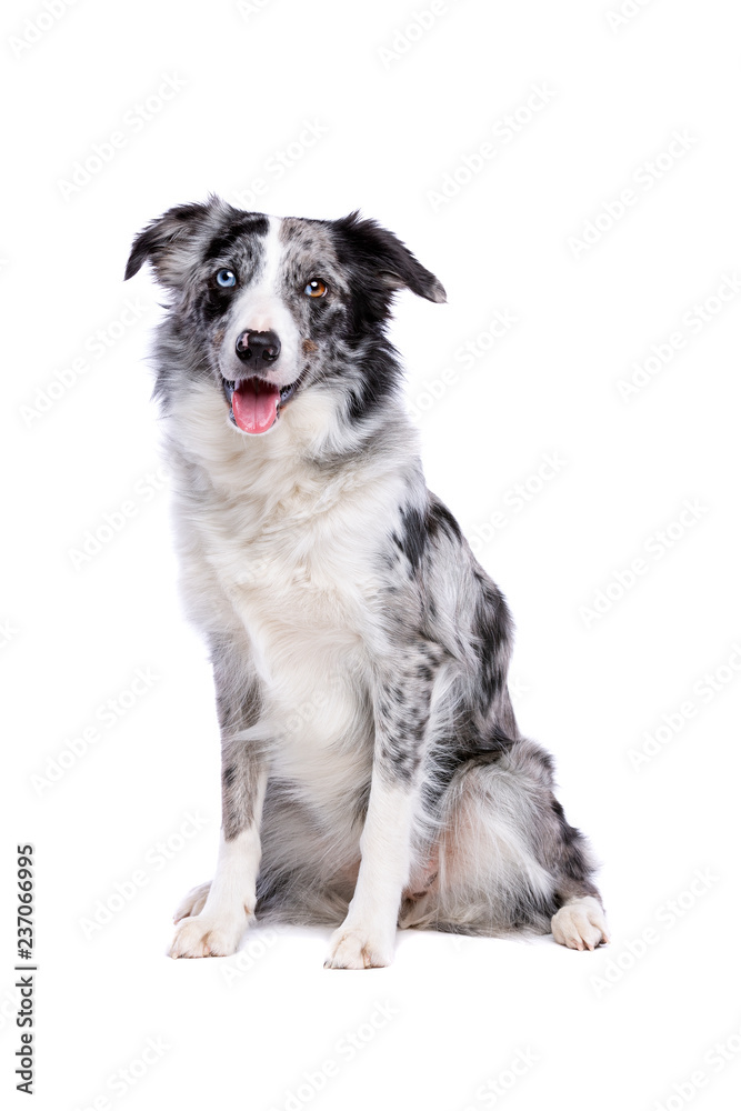 Border collie Border collie