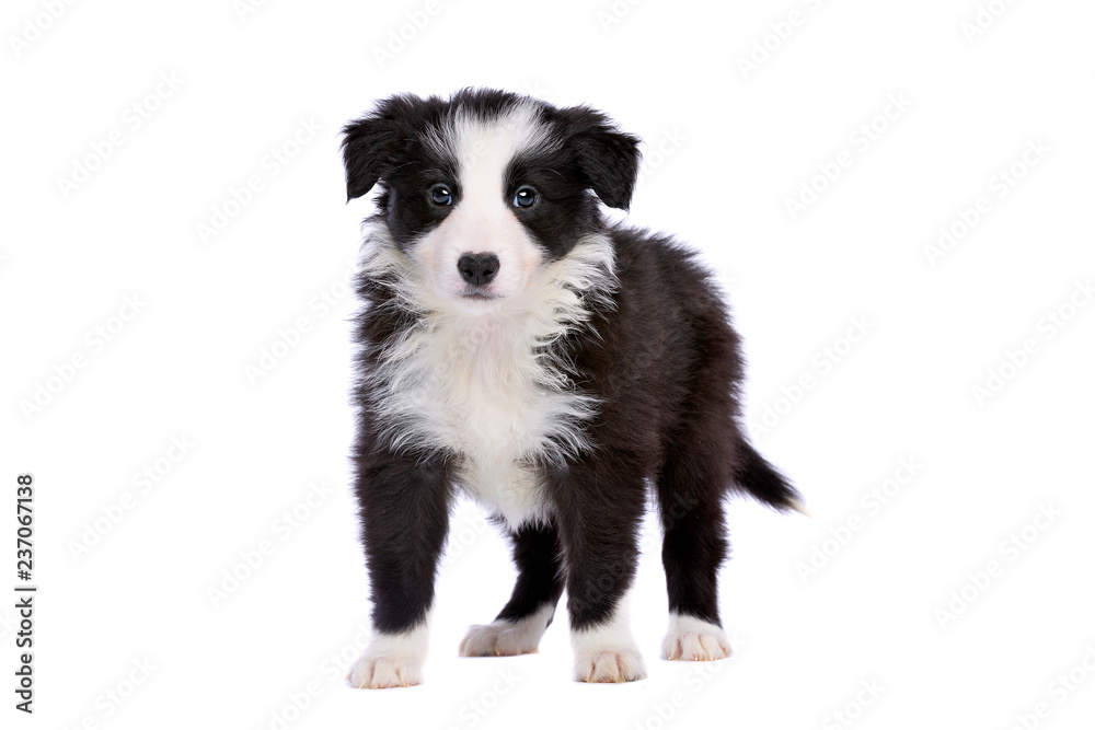 Border collie puppy Stock Photo | Adobe Stock