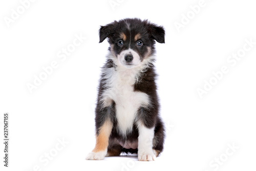 Border collie puppy © Erik Lam